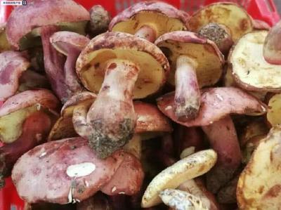 綜合產(chǎn)值1000億元!云南野生菌迎來(lái)發(fā)展新機(jī)遇