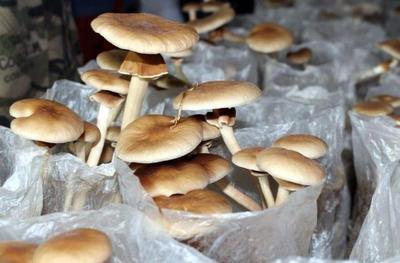 一級(jí)種是菌種生產(chǎn)的重中之重,各種菇類(lèi)菌種制作配方大全