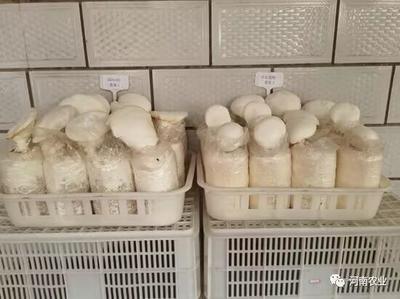 河南菌種:一窩飛出七只鳳