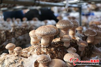 食用菌菌種市場(chǎng)出現(xiàn)異常問(wèn)題的主要潛在因素