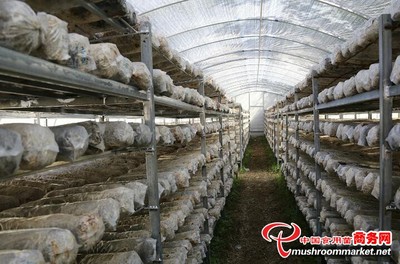 甘肅:隴南康元生物加快生產(chǎn)線(xiàn)建設(shè)推動(dòng)食用菌產(chǎn)業(yè)發(fā)展
